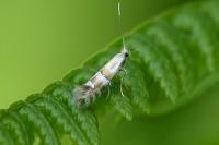 Phyllonorycter hilarella