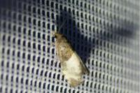 Notocelia cynosbatella