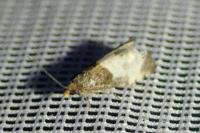 Notocelia cynosbatella