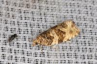 Celypha cespitana