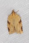 Clepsis spectrana