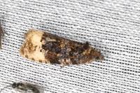Hedya ochroleucana