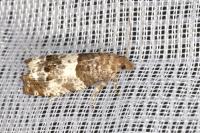 Notocelia trimaculana
