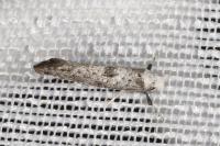 Paraswammerdamia albicapitella