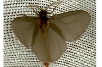 Sterrhopterix fusca