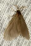 Sterrhopterix fusca