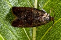 Ptycholoma lecheana