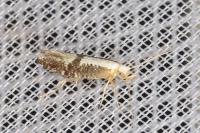 Argyresthia spinosella