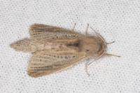 Phragmataecia castaneae