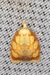 Acleris bergmanniana