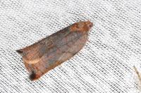 Archips podana