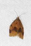 Archips rosana