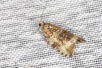 Celypha lacunana