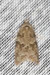 Cnephasia