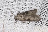 Blastobasis glandulella