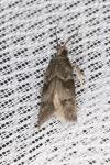 Blastobasis glandulella