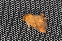 Apoda limacodes