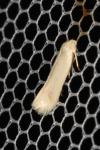 Opostega salaciella