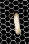 Opostega salaciella
