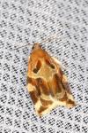 Archips xylosteana