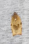 Choristoneura hebenstreitella