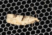 Epinotia bilunana