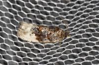 Hedya nubiferana