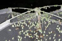 Tortrix viridana