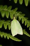 Tortrix viridana