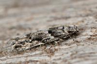Recurvaria nanella