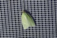 Tortrix viridana