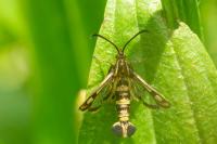Chamaesphecia empiformis
