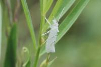 Ypsolopha persicella