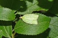 Tortrix viridana