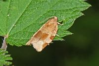 Choristoneura hebenstreitella