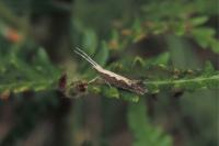 Plutella xylostella