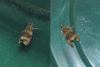 Celypha lacunana