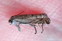 Cydia gr. succedana