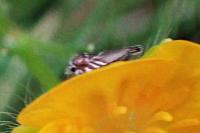 Glyphipterix simpliciella