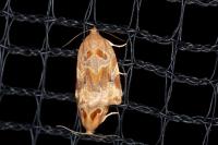 Archips xylosteana