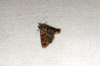 Rhyacionia pinivorana
