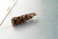 Rhyacionia pinivorana