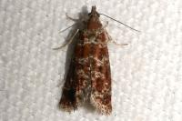Rhyacionia pinivorana