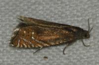 Grapholita gemmiferana
