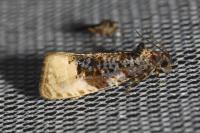 Hedya ochroleucana