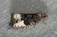 Hedya pruniana