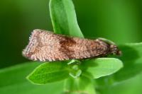 Celypha striana