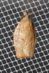 Pandemis heparana