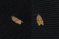 Clepsis pallidana