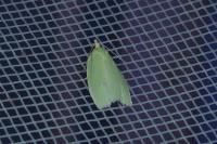 Tortrix viridana